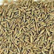 Indian Fresh Cumin Seed 