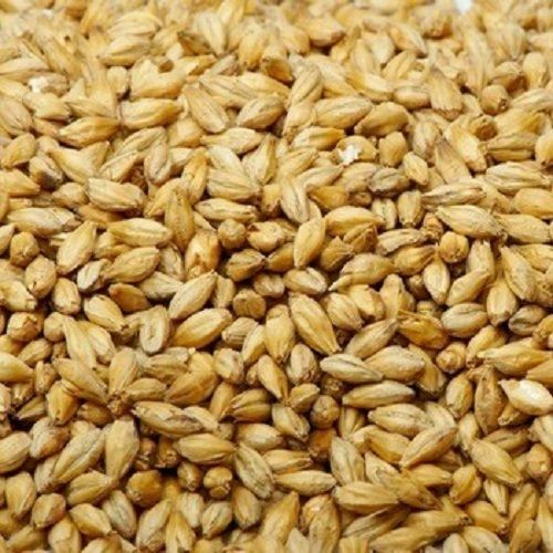 Barley For Animal Feed