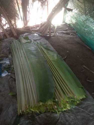 Long Size Banana Leaf