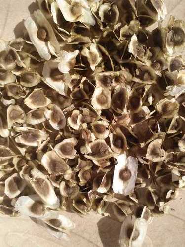 Moringa Seeds