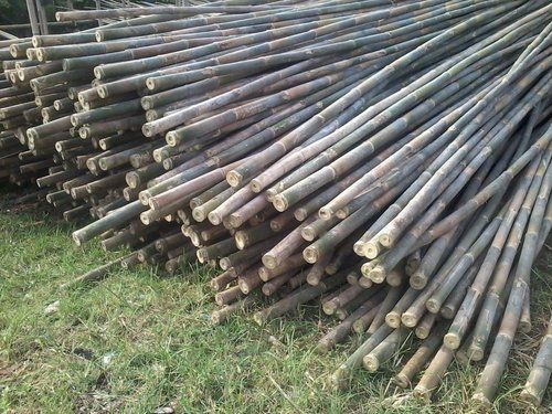 Raw Bamboo With Low Price