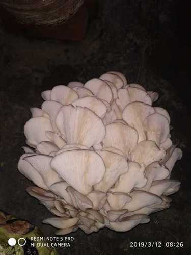 Farm Fresh Oyster Mushroom