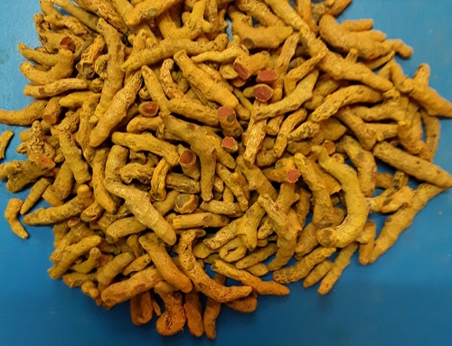 Yellow High Curcumin Turmeric Finger