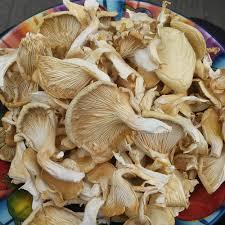 Brown Hygienically Cultivated Dry Oyster Mushroom