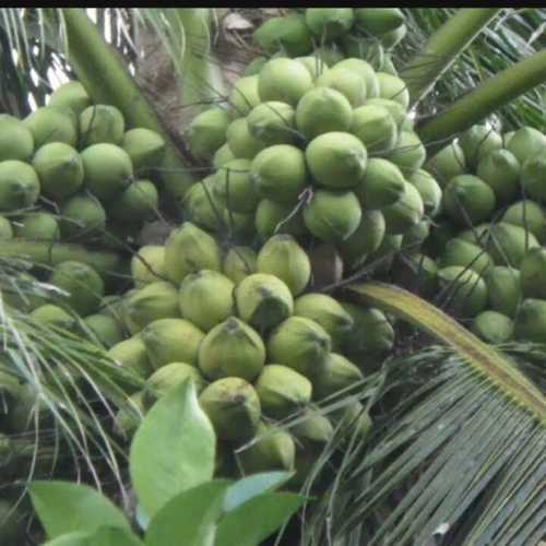 Natural Green Fresh Coconut