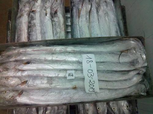 Fresh Frozen Ribbon Fish