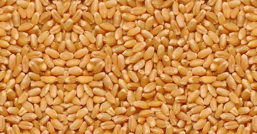 Normal Farm Fresh Wheat