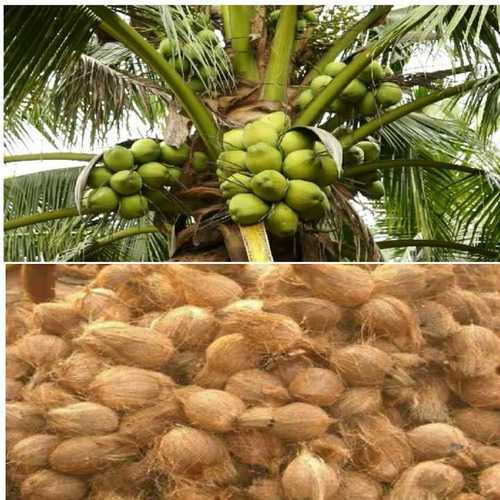 Fresh And Semi Husked Coconuts