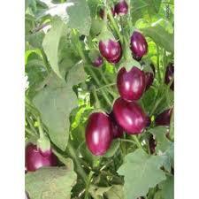 Hybrid Brinjal Seeds For Agriculture Grade: Top Grade