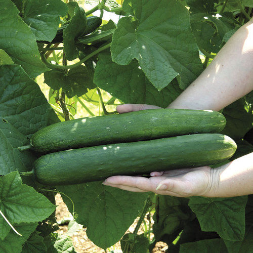 Hybrid Cucumber Seeds For Agriculture Uses
