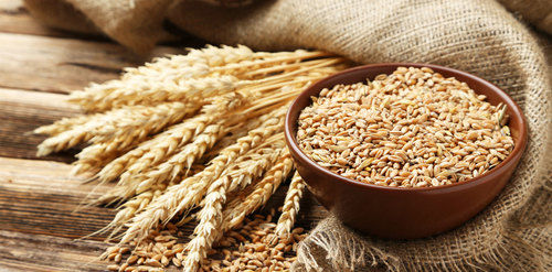 Pure Organic Dried Wheat