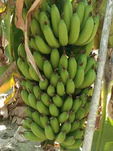 Rich In Vitamin Green Banana