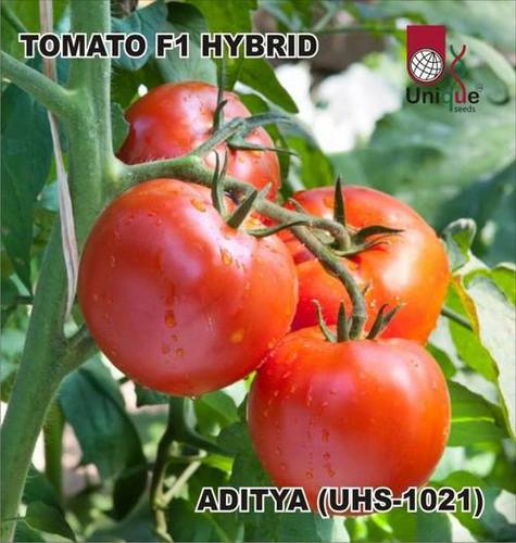 Higrade Tomato Seeds (F1 Hyb Aditya)