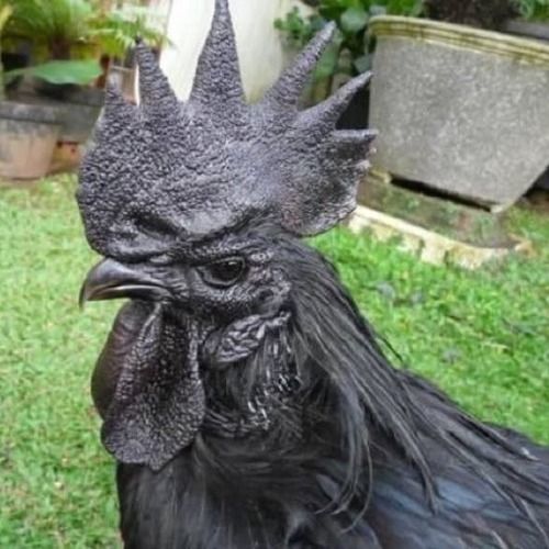 Kadaknath Hen