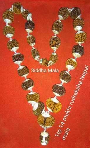 Natural Gauri Shankar Rudraksha (1 To14)