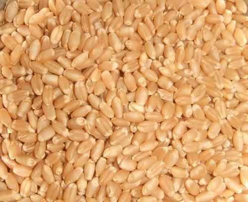 Light Yellow Rich In Carbohydrates Wheat Seeds