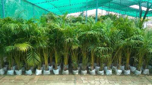 Hybrid Areca Palm Tree