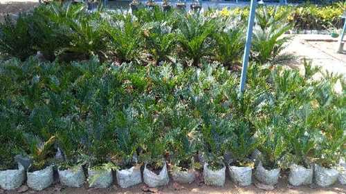 Hybrid Cycas Palm Plant