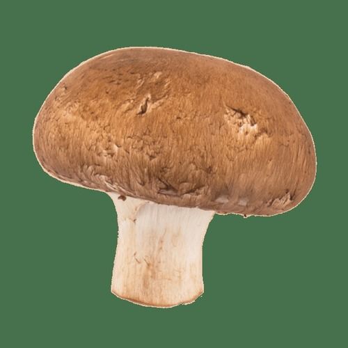 Brown Hygienically Cultivated Button Mushroom