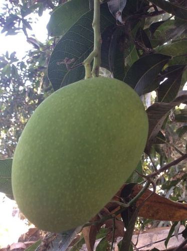 Different Varieties Mango Plants