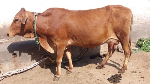 Indian Breed Sahiwal Cow