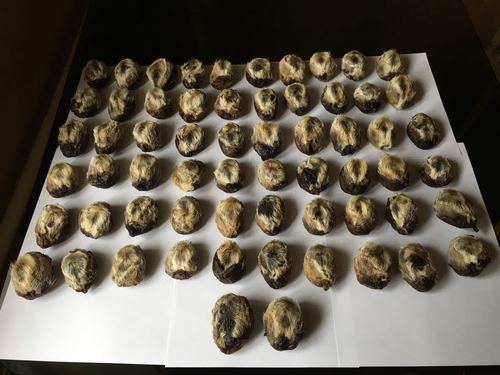 Highly Demanded Deer Musk Pods