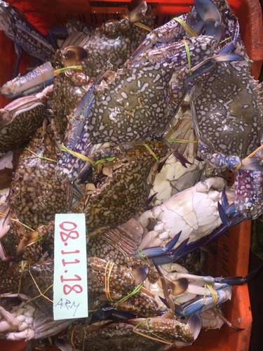 Highly Nutritional Blue Crabs