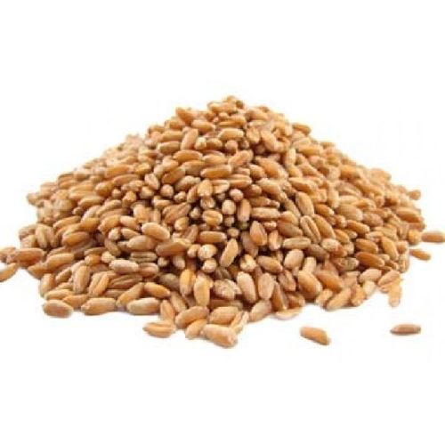 Organic Whole Wheat Seeds