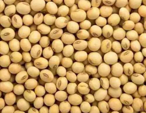 Small Sized Organic Soy Beans
