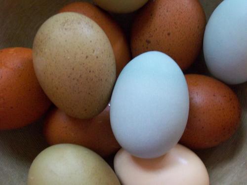 Brown Color Fertile Chicken Eggs Shelf Life: 2 Years