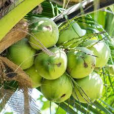 Coconut And Tender Coconut