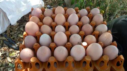 Nutritional Brown Organic Eggs