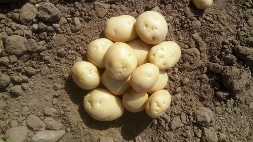 New Cultivated Fresh Potato