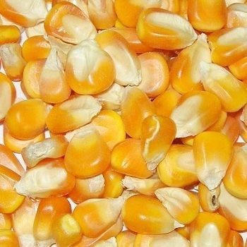 Natural Yellow Maize