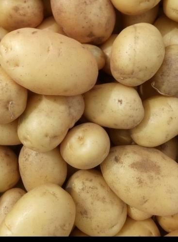 Organic And Fresh Potatoes