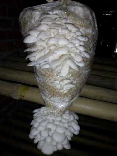 Fresh Oyster Mushroom (Rich In Protein) 