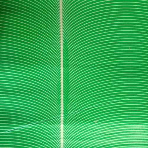 Green Laminated Paper For Buffet Plate