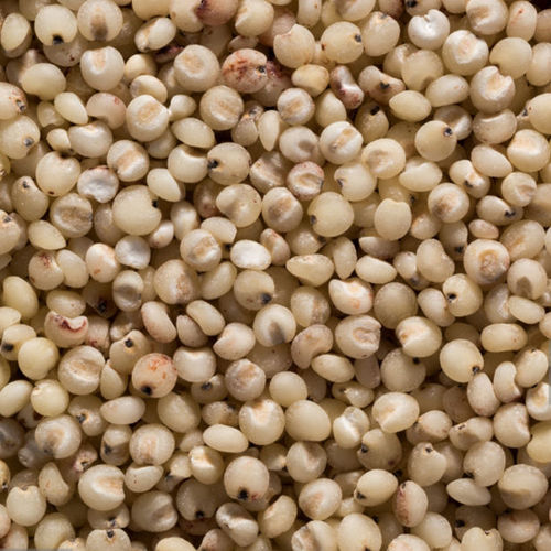 White Grain Sorghum Seed