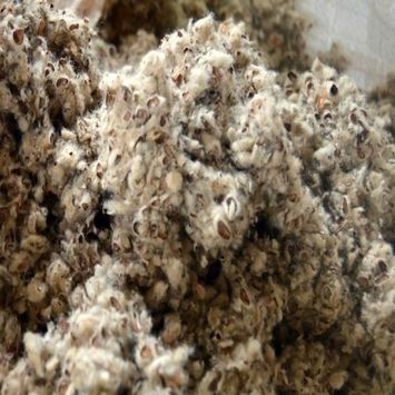 Cotton Seed Hull Pellets Application: Fodders