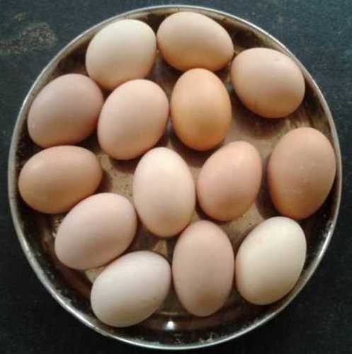 Desi Egg (Brown Egg) Egg Origin: Chicken