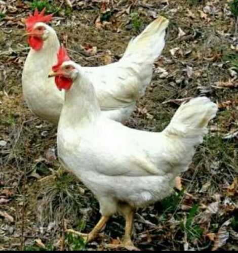 Dual Purpose White Leghorn Hens