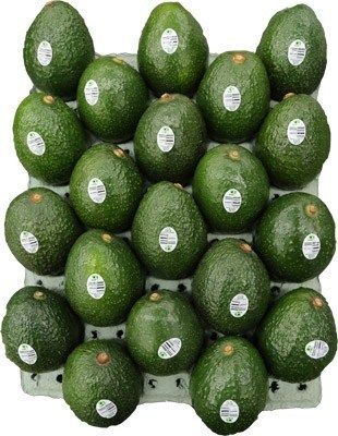 Green Fresh Avocado Fruit