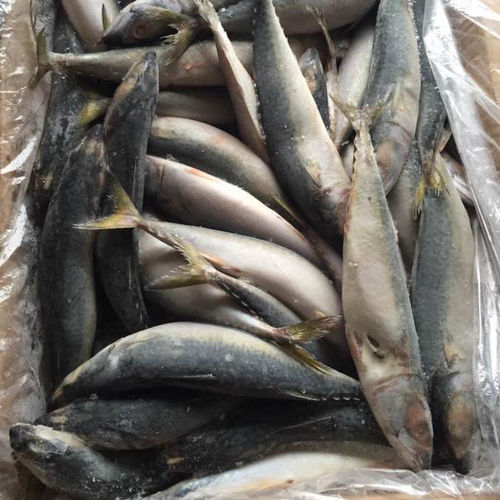 Frozen Pacific Mackerel Fish