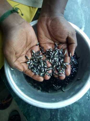 Monosex Tilapia Fish Feed