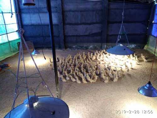 Vietnam Breed Pekin Duckling