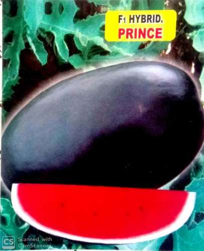 Watermelon F1 Hybrid Prince Seed