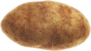 Medium Size Fresh Potato