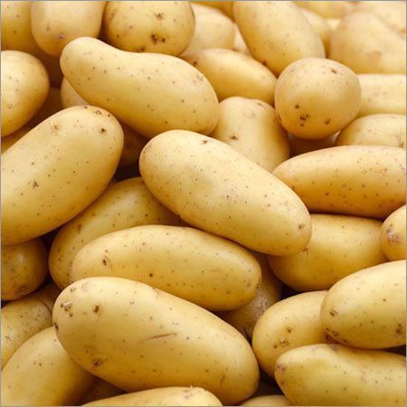 Organic Oval Shape Fresh Potato Shelf Life: 1 Months