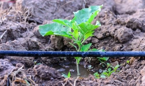 Drip Irrigation System For Water