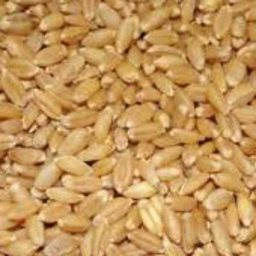 Light Yellow Rich In Fiber Wheat (Gehu)